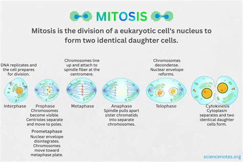 Mitosis .